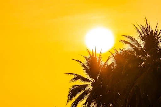 soleil couchant sur les palmiers